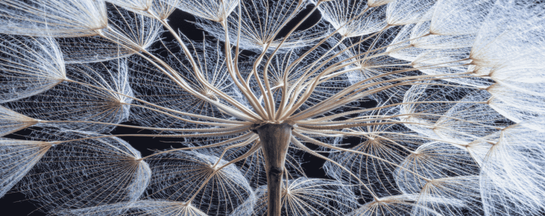 Экосистемные услуги и почему они жизненно важны для человека