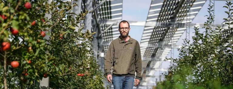 Сельское хозяйство и солнечные батареи могут работать вместе – вот доказательство