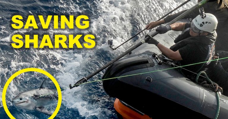 Как мы выследили разрушительный рыболовный флот и конфисковали его снасти