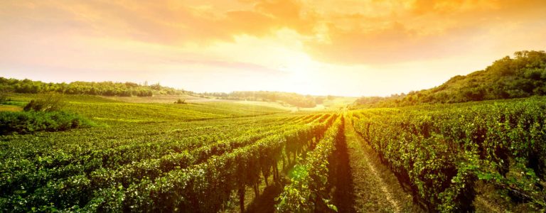 Влияние изменения климата на вино