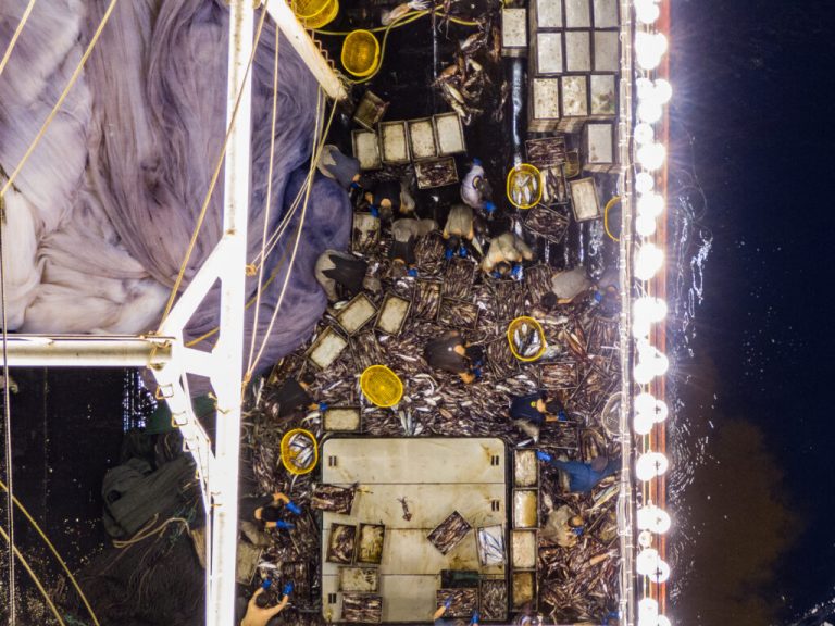 Как ловля кальмаров вредит нашим океанам