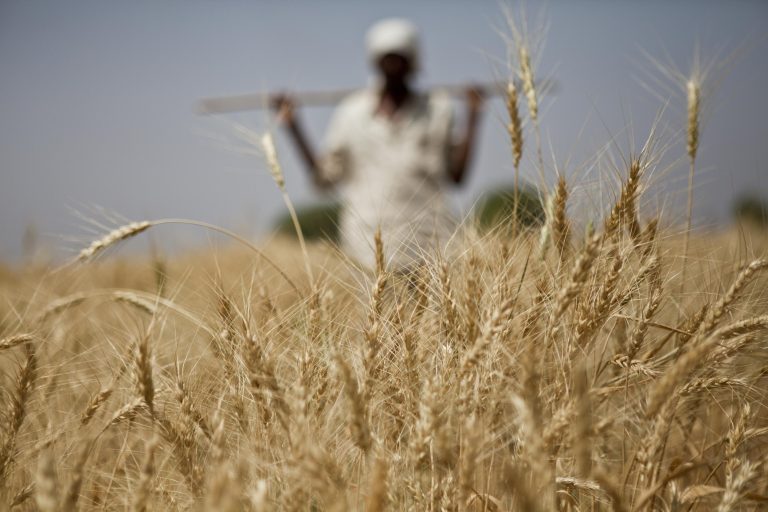 Как вторжение в Украину сломало хрупкую мировую продовольственную систему и как мы можем это исправить