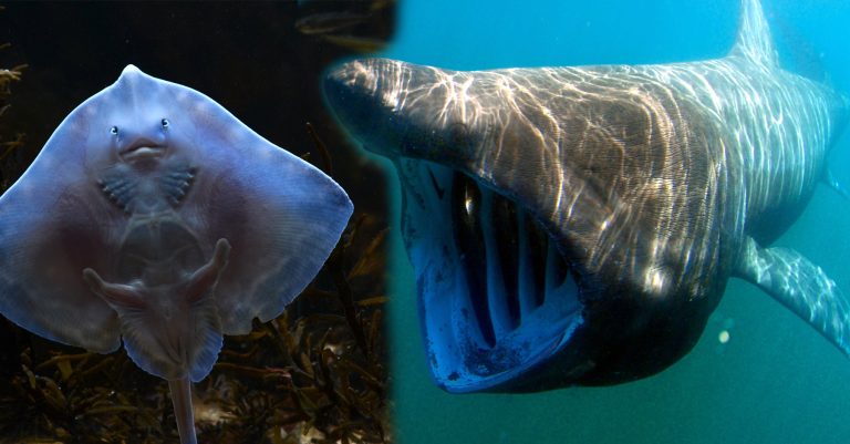 Познакомьтесь со странными и чудесными существами Доггер-банка.