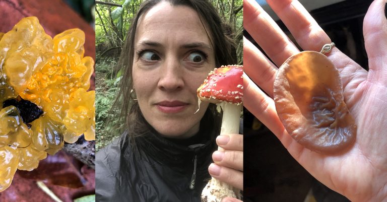 11 удивительных грибов, которые можно найти в Великобритании