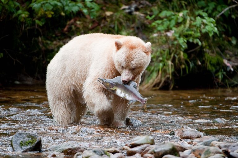 Семь историй успеха в борьбе за защиту природы