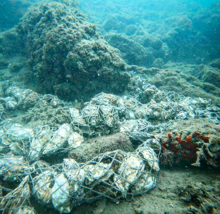 Море возрождается с помощью прототипов рифов