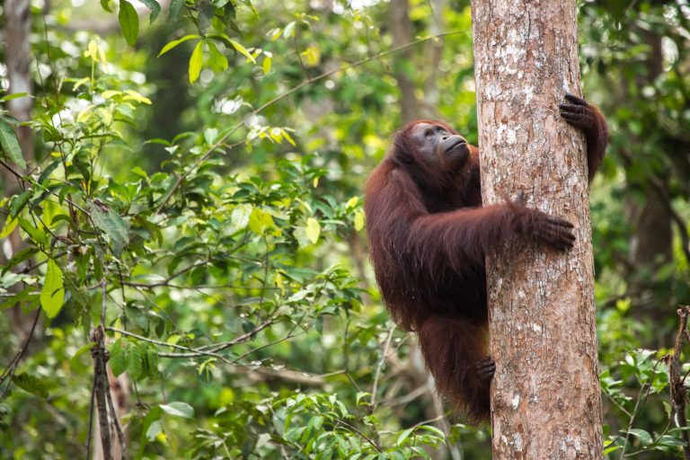 На фотографиях: праздник лесной жизни