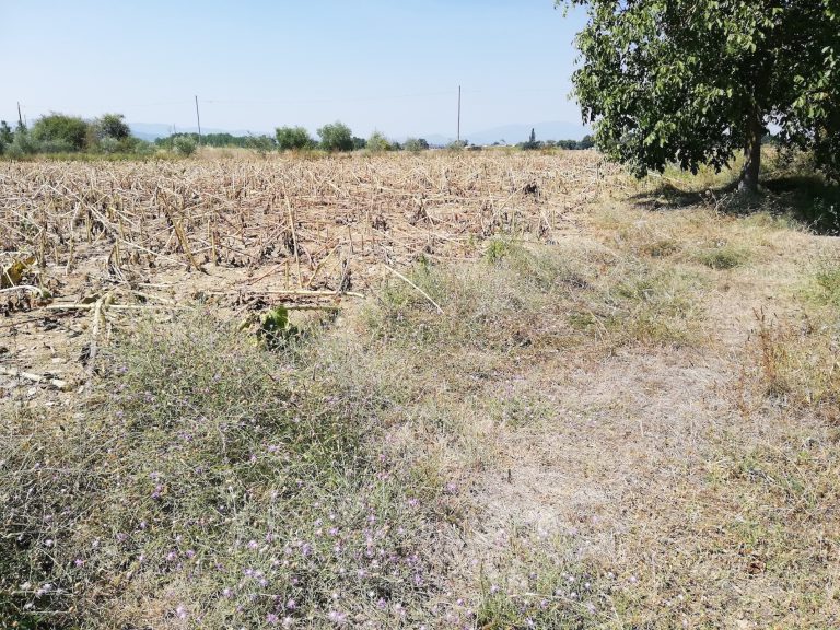 Подписан план управления дикой природой