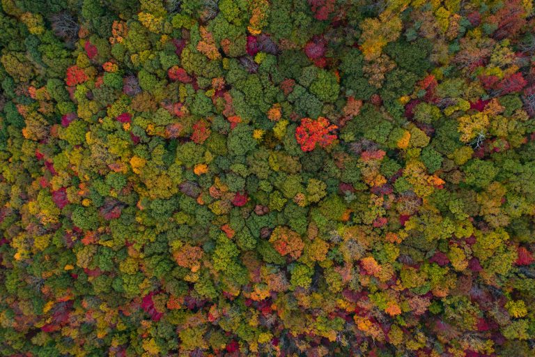 окаменелости и автомобили покупают 78%