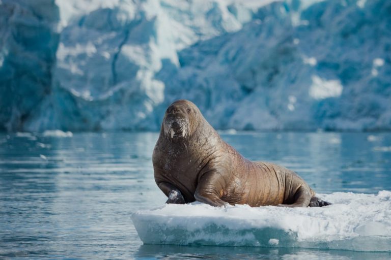 Как процветающие океаны могут помочь в борьбе с изменением климата