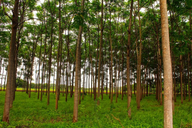Компенсация выбросов углерода: ущерб монокультур