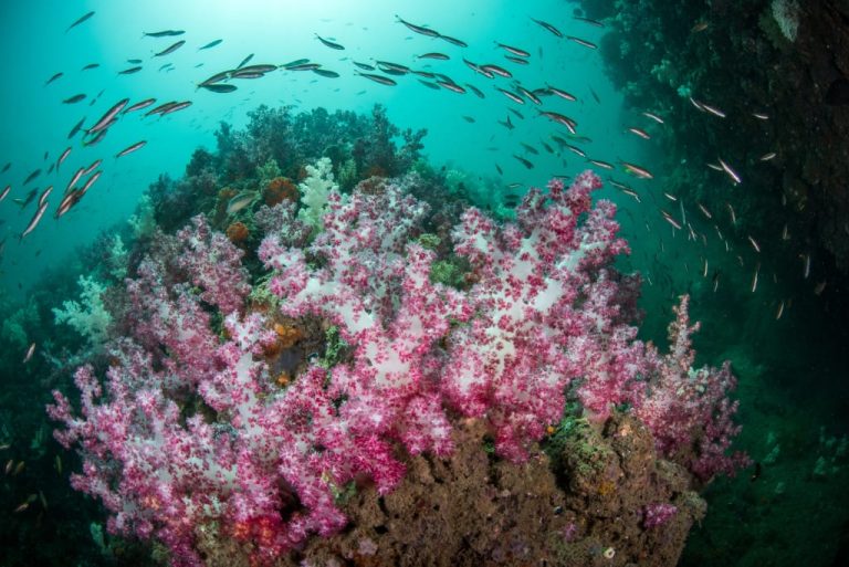 Мы выиграли Договор о Глобальном океане – теперь пришло время это учитывать.
