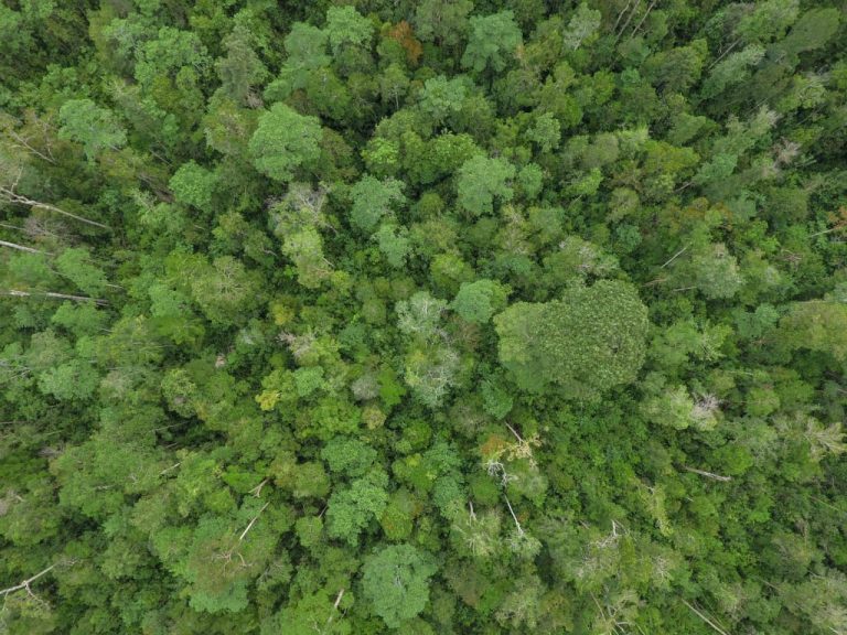 Революционный момент в прекращении вырубки лесов для производства пальмового масла