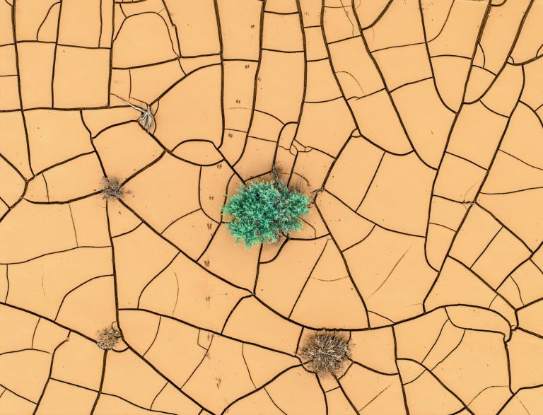 изменение климата может превратить растения и леса в чистые источники выбросов