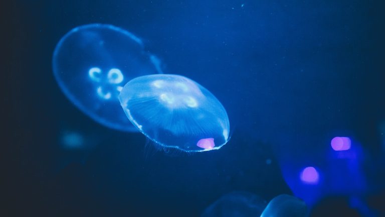 Норвегия готова осваивать арктическое дно