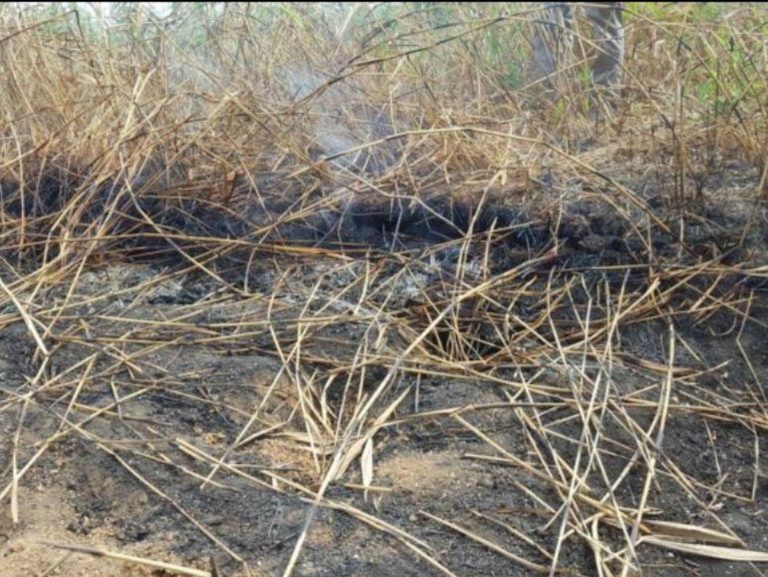 Пожары на торфяниках и выбросы CO2