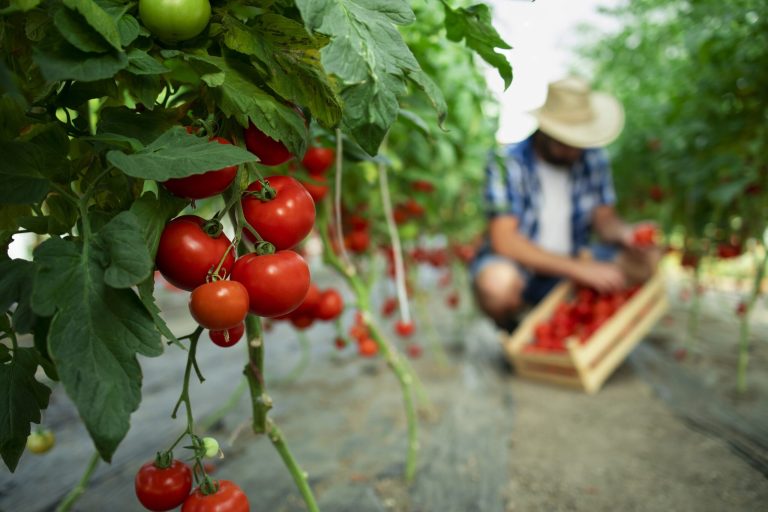 Смогут ли молодые люди изменить продовольственные системы?