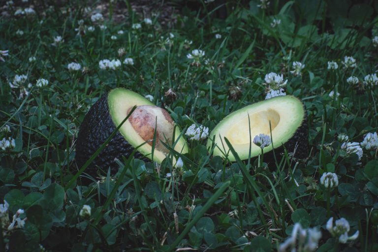 Экологичная упаковка пищевых продуктов: секрет в авокадо