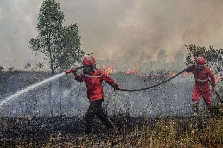 Крупные банки и инвесторы наживаются на уничтожении природы. Вместе мы можем их остановить