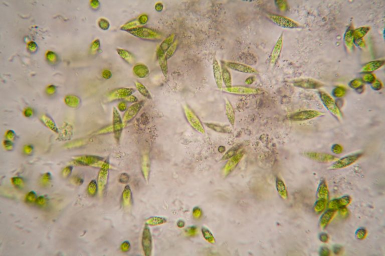 Микропластик в морской воде: как его правильно идентифицировать