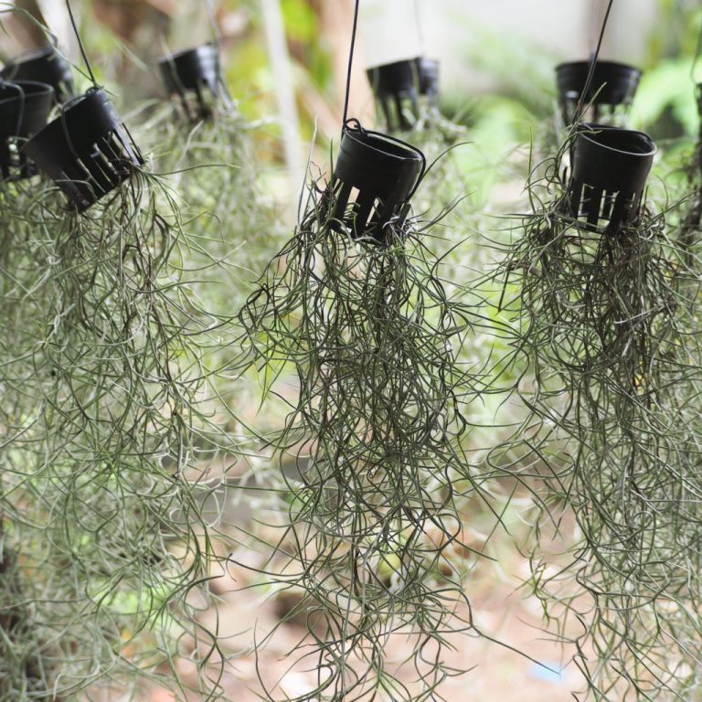 Добыча воды из воздуха: на примере природы