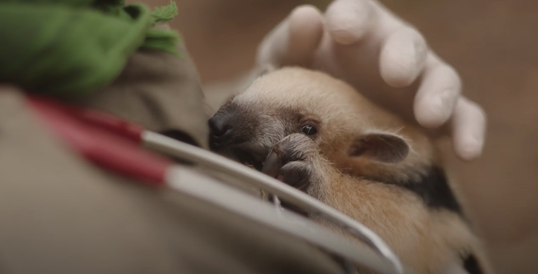 СМОТРЕТЬ: Спасение дикой природы на горящей земле