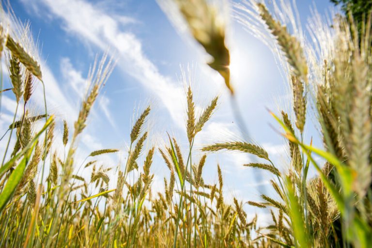 Протест фермеров — комментарий Гринпис