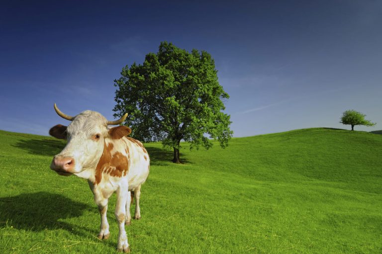 Сокращение использования удобрений: Дания одобрила радикальный план