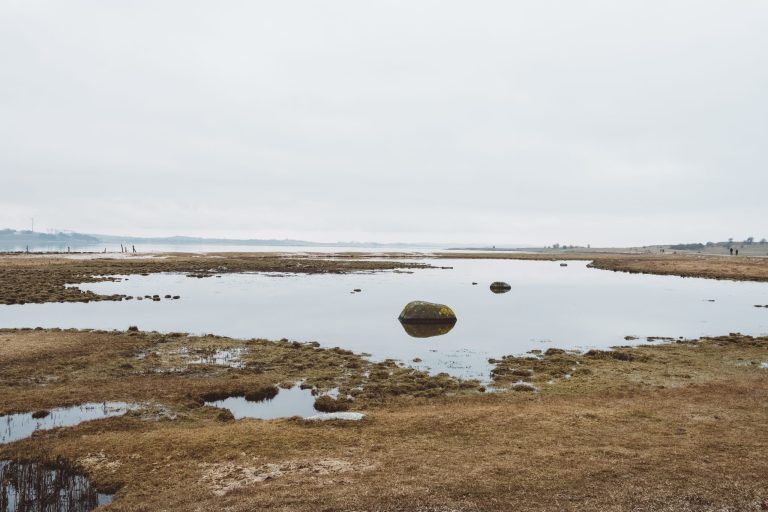 Торфяники, важные экосистемные услуги