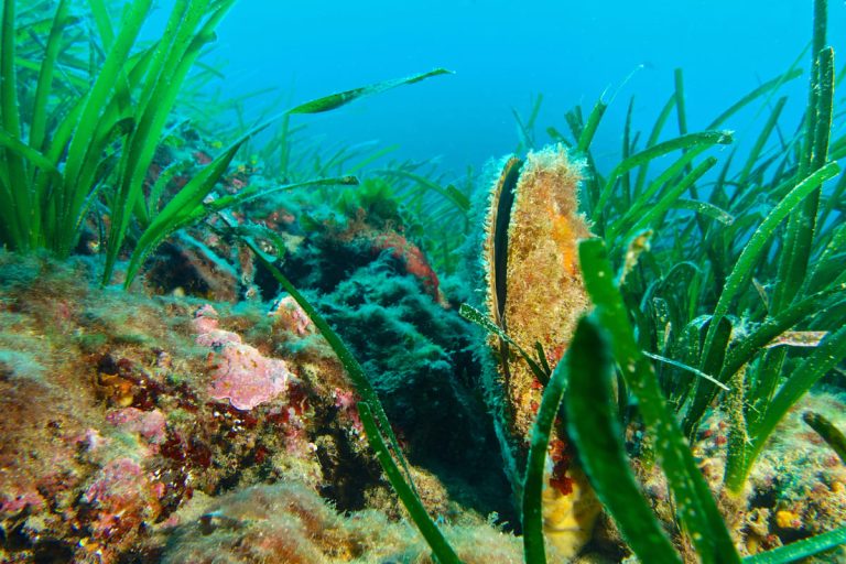 прибрежные экосистемы, до 18 раз менее эффективные