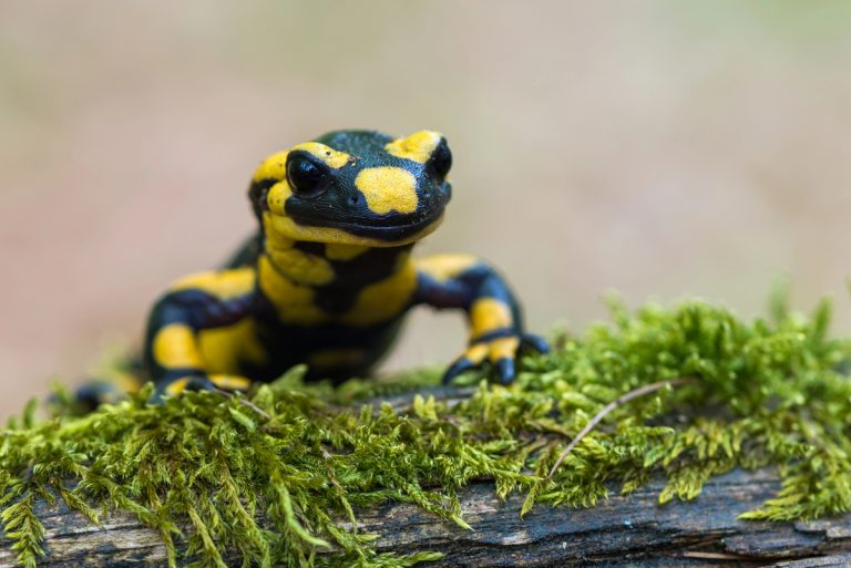 В Италии более 46 тысяч в риске видов