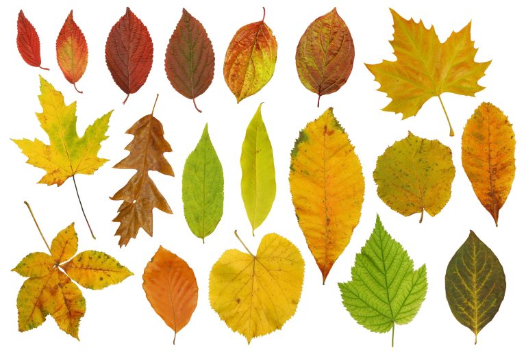 Растения теряют 0,25% в год