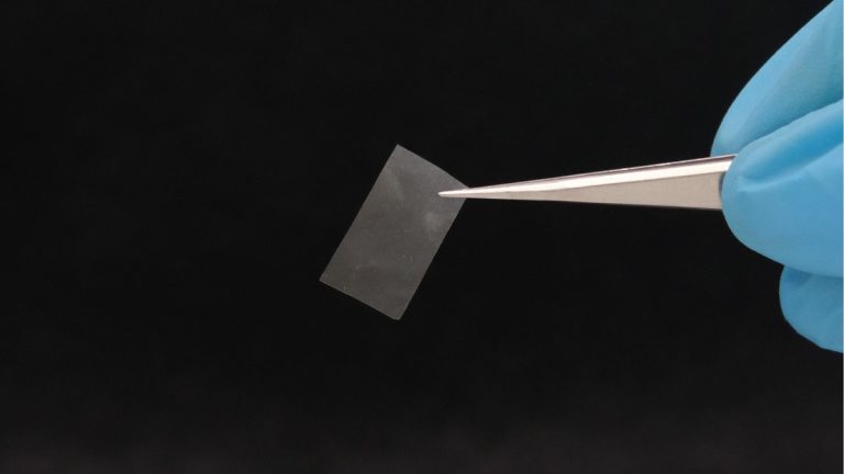 Что такое живые материалы? Грибы и водоросли для развития устойчивых и натуральных продуктов