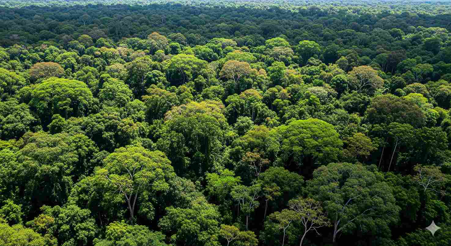 Бразилия готова предложить новый форум для споров по климату и торговле