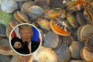 Трамп придумал День морских гребешков «против коммунистов», но море охранялось тридцать лет