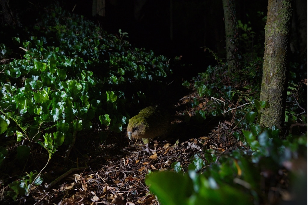 The kākāpō is a nocturnal, herbivorous forager, consuming a wide variety of plants, seeds and fruits.