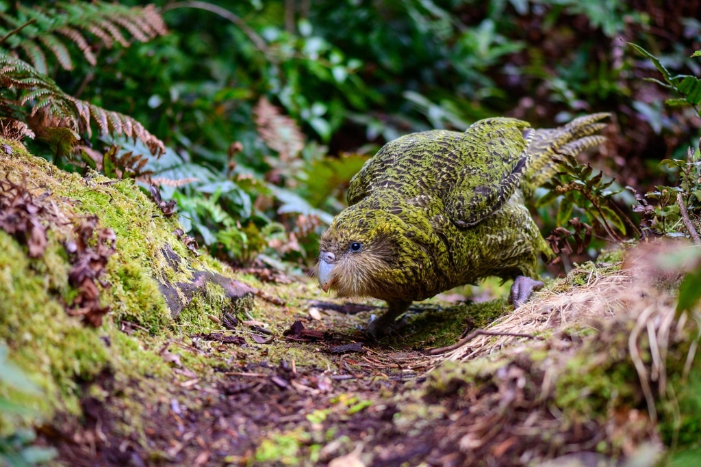 The remaining population of 236 kākāpō are found on predator-free, protected offshore islands or fenced sanctuaries.