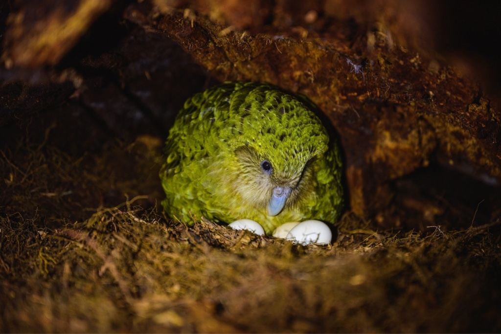 Female kākāpō must leave their nests each night to forage for food, leaving their eggs and chicks vulnerable to predation.