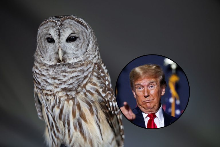 Трамп отменяет 50 лет охраны дикой природы: разрешено бурение и добыча полезных ископаемых даже в местах обитания исчезающих видов