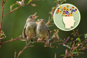 Пение птиц снимает стресс: достаточно всего 10 минут щебетания для расслабления