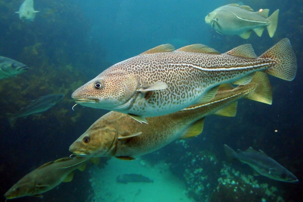 Atlantic cod swimming in water.