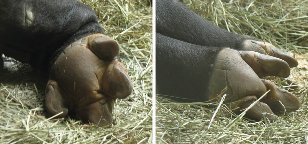 The front foot (left) and back feet (right) of a Malayan tapir.