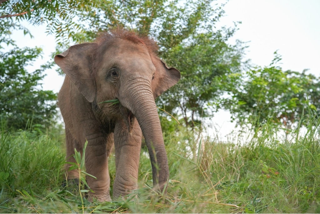 Wildlife SOS healed an injured elephant by practicing acupuncture.