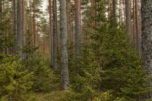 Больше лесов — меньше места для природы: парадокс фрагментированных итальянских деревьев