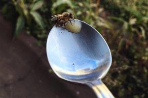 Забудь о сахарной воде — вот как на самом деле помочь пчелам во время жары и засухи