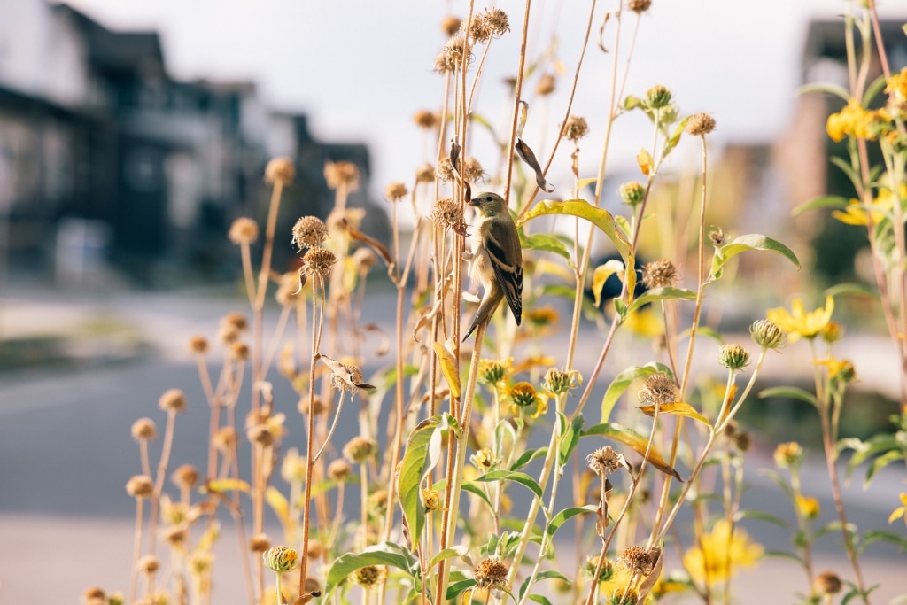 An American goldfinch perches among native wildflowers at Baseline