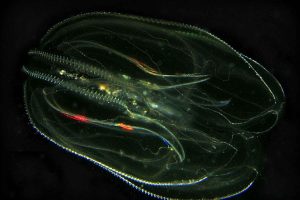 «Морской каннибал» захватил Балтийское море и угрожает местным видам.