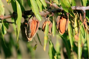 Xylella: первый случай в Базиликате — найдено зараженное миндальное дерево в Матере, угроза сельскому хозяйству региона Базиликата
