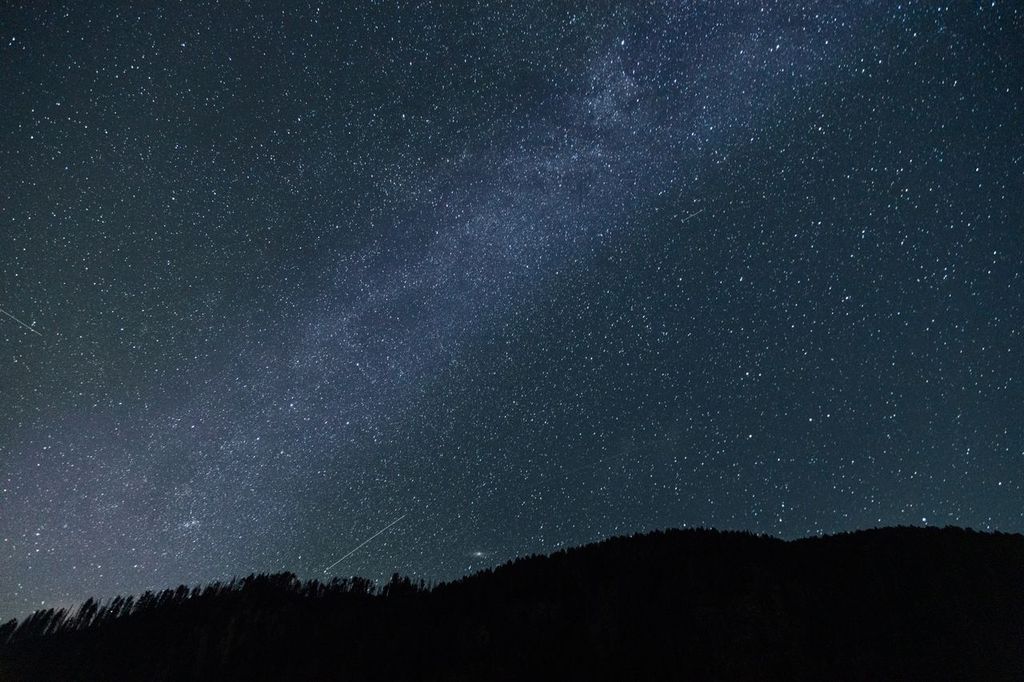 foresta-stelle