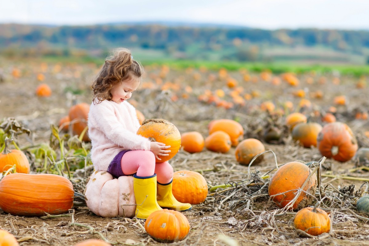 campi di zucca